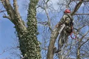 tree pruning Asheville
