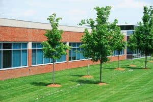 commercial tree care NC