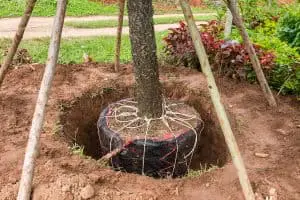 tree planting & transplanting nc