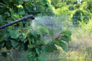 tree spraying & disease control Asheville NC